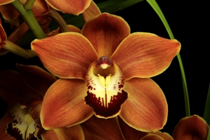 Cymbidium N.R. Carpinteria Sunrise AM/AOS 81 pts.